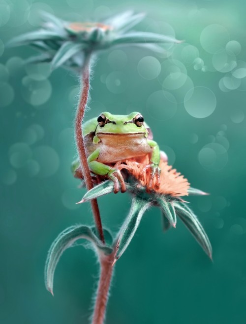 magicalnaturetour:Curious… by Mustafa Öztürk / 500px