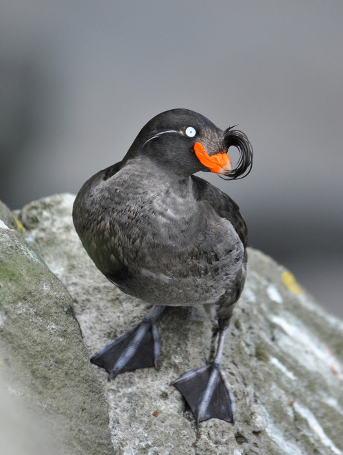 Crested Auklets Are Gifted With An Incredible Sense Of Fashion, And Are Able To Predict Trending Hairstyles