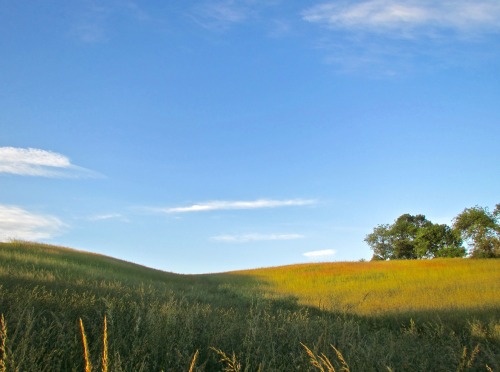 geopsych:June in the rolling hills.