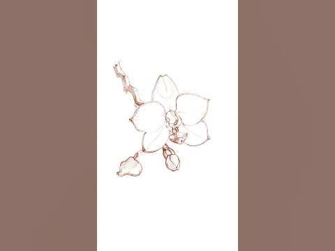 sketching an orchid / botanical art
