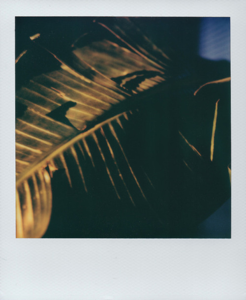 Testing out some old polaroids to sell. If you need an sx-70, let me know. Selling a limited edition