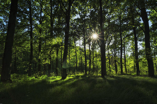 Afternoon shadows by Aleš87 on Flickr.