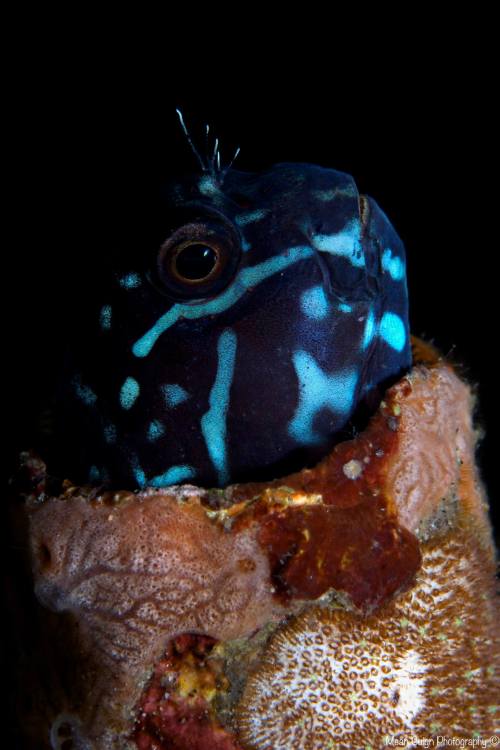 The one and only time I’ve ever seen this fish.Black Combtooth Blenny (Ecsenius namiyei) - Dau