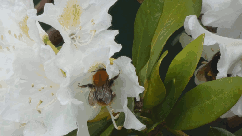 Worldbeeday Explore Tumblr Posts And Blogs Tumgir