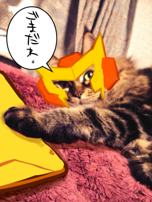 matk0210:  TF log(ㆁᴗㆁ✿) ＜Ambulon cat!! 