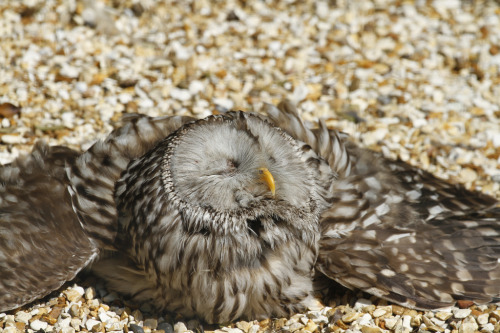 zookeeperproblems: ainawgsd: Owls Sunbathing “Bird Department, a visitor reported your bird is dead…” IT’S!!! SUNBATHING!!!!!!!! 