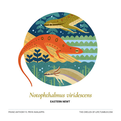 the-circles-of-life:Notophthalmus viridescensEastern Newtft. Priya NanjappaSometimes people ask: wit