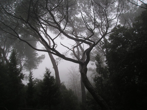 Nebbia in sardegna by silgeo on Flickr.