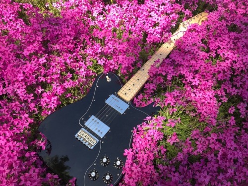 nightmovesx:i just really love my telecaster