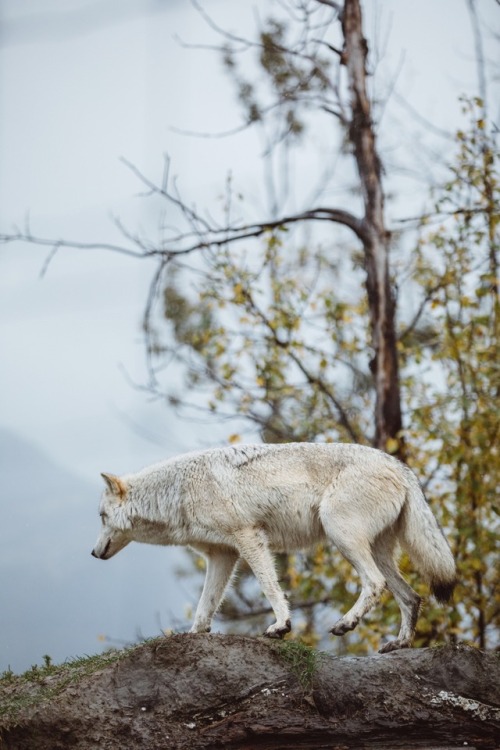 bryandaugherty:  Life in Alaska.