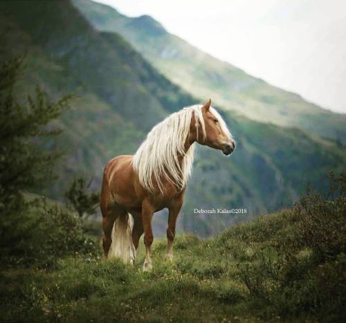 scarlettjane22:“Penny”, a Haflinger from Tyrol works all year long in the mountains.Debo