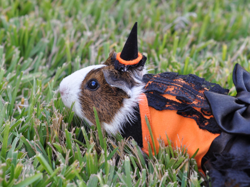 Photo credit: Kelsey. The one wearing our Halloween dress is Nancy, a guinea pig rescued by Austin G