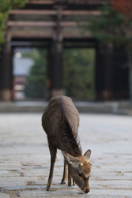 Nara by Teruhide Tomori on Flickr.