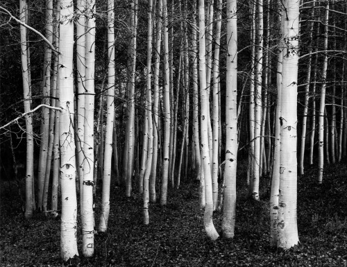 John Sexton. Aspens, Dusk. Conway Summit, California. 1978