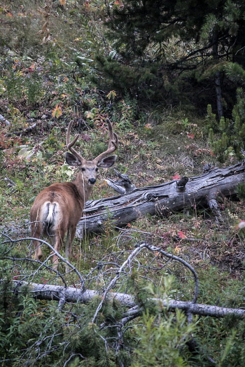 A young Mule Deer buck in velvet was moving quietly through the forest at sundown: Bridger Teton Nat