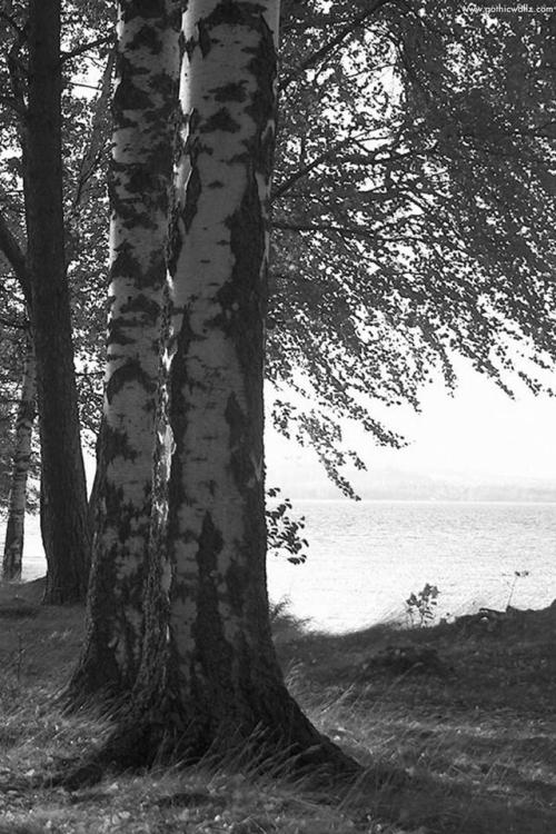 beautifulgreyscale:  Source