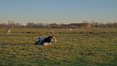 Winter sun over Bourgoyen nature reserve, Ghent, Belgium