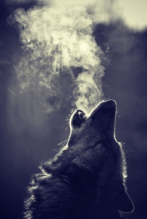 Howl Like a Wolf
http://a1survival.net/