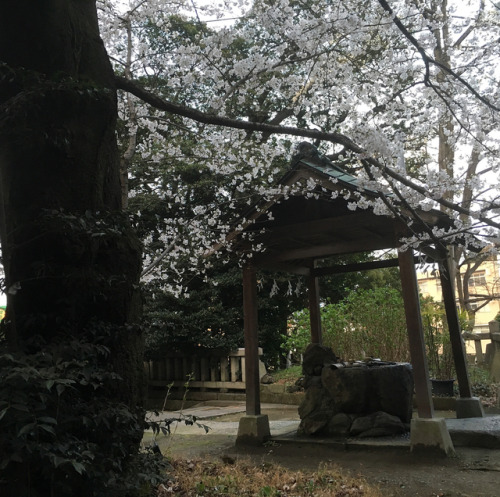 Sakura in the shrine .. #Sakura #Japanesespring #spring #cherryblossom #lovejapan #japaneseculture #