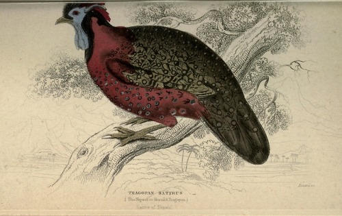 abookofcreatures:wapiti3:Gallinaceous birdsBy Jardine, William, Sir, 1800-1874 Publication info Edin