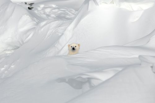 Waking up early for International Polar Bear Day! (wonderful imagery by nature and wildlife photogra