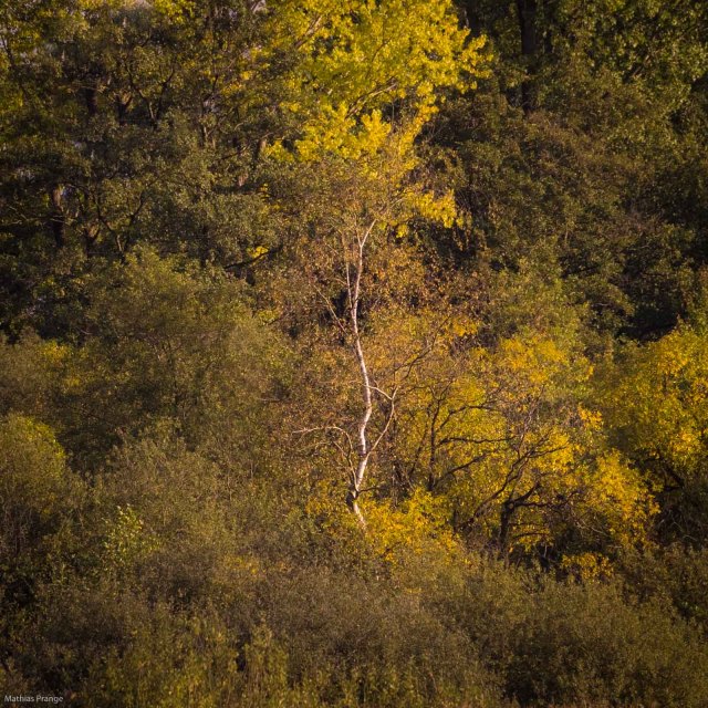 Little birch