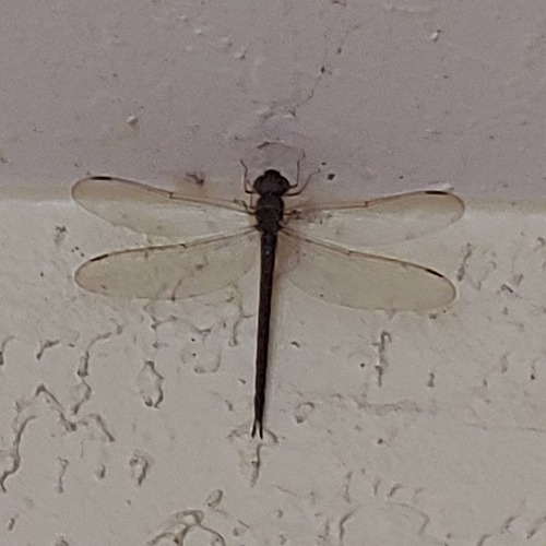 It’s a two dragonfly kind of day! The first one was next to my door and the second I saved fro