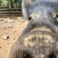 thats-all-she-goat