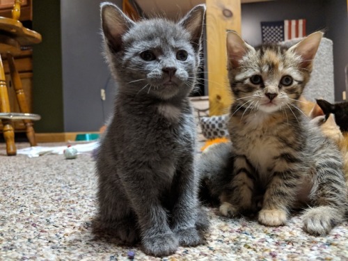 kitten-rescue:Sailor Moon & Spunky Brewster, sitting all cute and proper