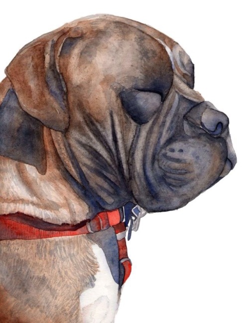 Zen Dog.Pet Portrait Artist, Kate Boyington www.Etsy.com/shop/KateBoyingtonArt