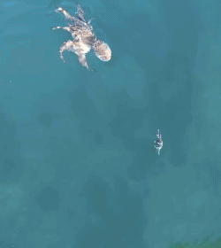 gifsboom:  Octopus chases crab. [video]