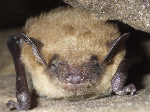 Discover Ontario Nature&rsquo;s new guide and learn about Ontario&rsquo;s bats! http://onnaturemagaz