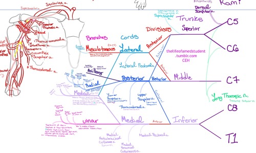 Brachial Plexus injuries and brachial plexus innervations of the upper extremities&hellip; the strug