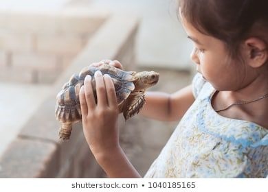 I Just Had A Thought Okay So Whenever We Pick Up A Turtle At Work And End Up Holding It Like This: