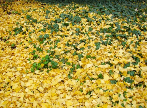 Gingko leaves and ivy.