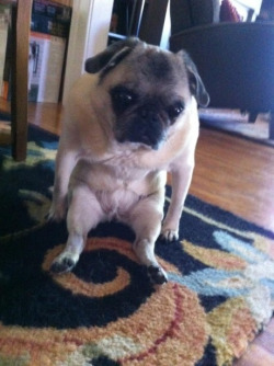 silvermender:  bobdoom:  Pugs sit in the weirdest positions.   