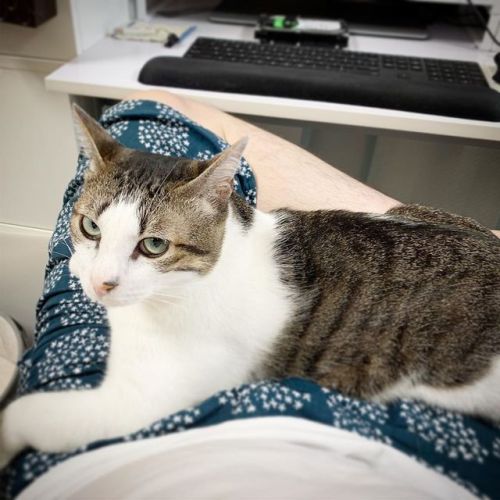 ライちゃんは今日も今日とて膝の上。#にゃんすたぐらむ #cat #photocat #neko #猫 #ネコ #野良猫 #保護猫https://www.instagram.com/p/B1Ap1yQg