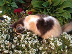 happyheidi:heart cat surrounded by flowers 🐈🍃 x