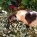 happyheidi:heart cat surrounded by flowers 🐈🍃 x