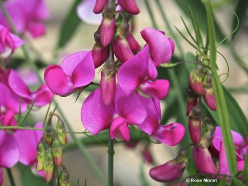 rosemonetphotos - Lathyrus grandiflorus  >2017Pois de senteur...