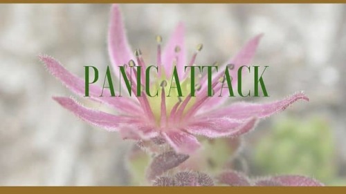 Herbs for Panic Attacks or Panic Disorder Medicinal herbs for panic disorder or attacks and anxiety 
