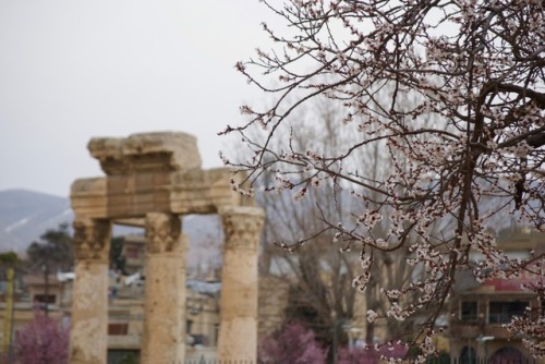 Springtime in Baalbek, Lebanonالربيع في بعلبك، لبنان