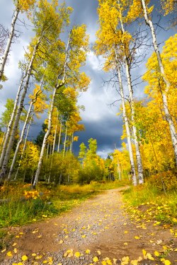 tulipnight:  Aspen Forest on a Gloomy Day.jpg by dfikar on Flickr. 