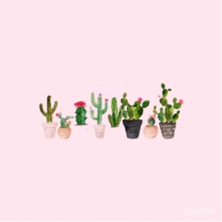 rosiitea:  Cacti