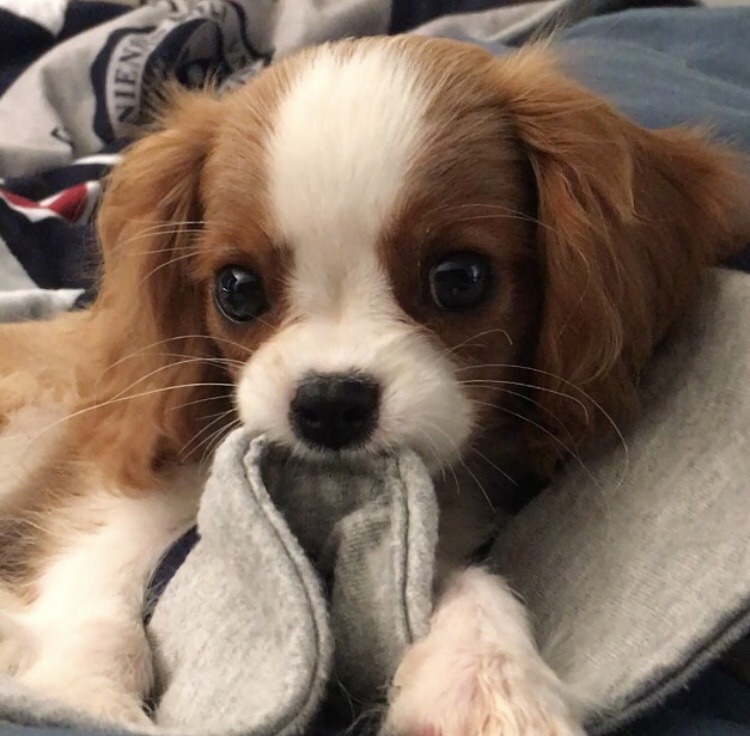 friendly-animals: (Source) 