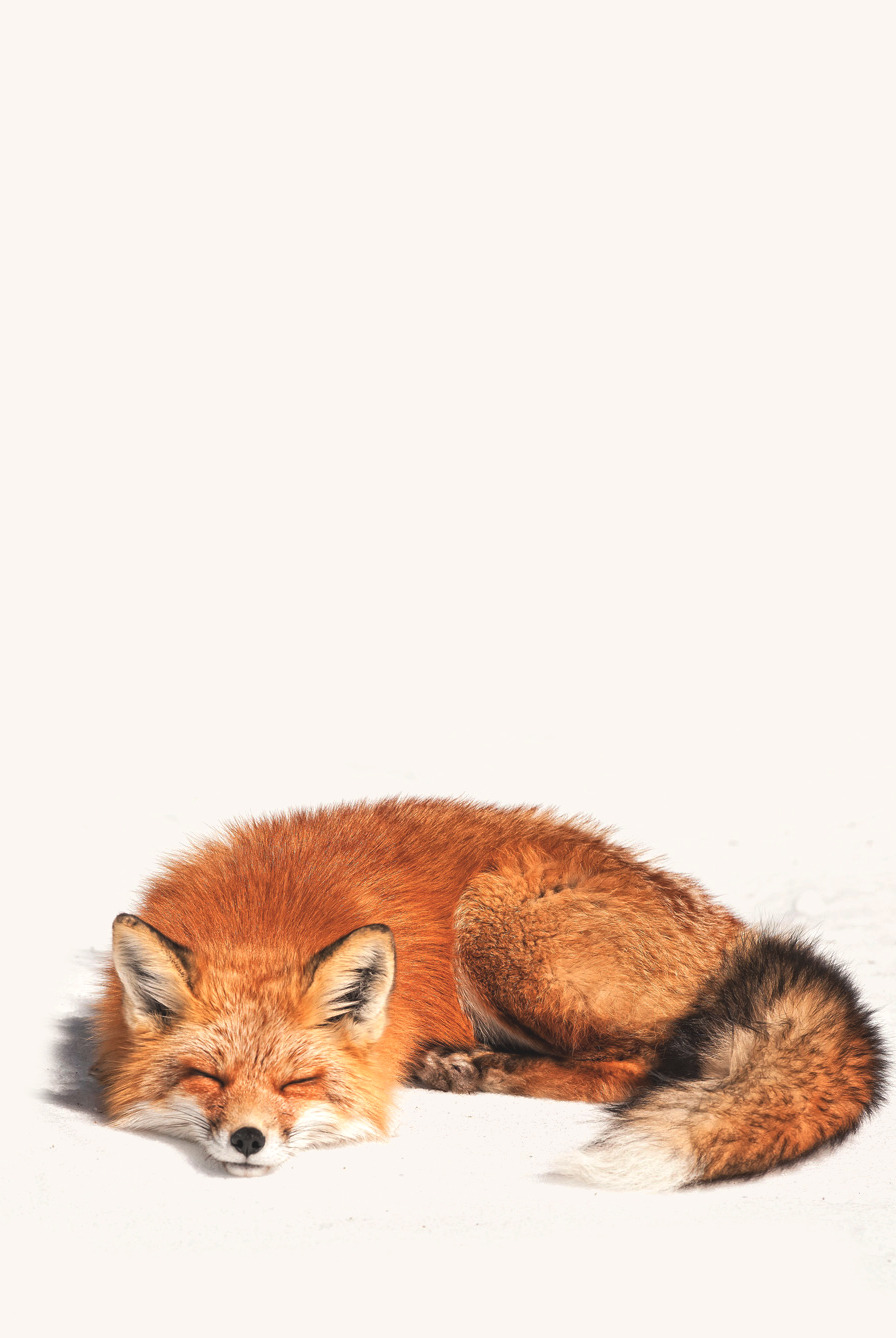 Red fox lesbian