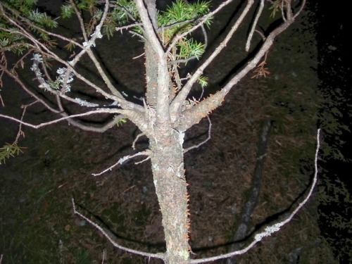 Gymnosporangium clavariiforme -rust fungus causing disease on juniper (Juniperus communis). Teliospo