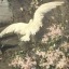 pearlsanddoves