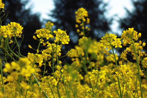 Brassica napus.