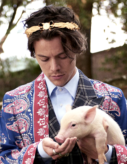 harrystylesdaily:  Harry Styles for Gucci’s Cruise 2019 Tailoring Campaign. Photography by Glen Luchford. 